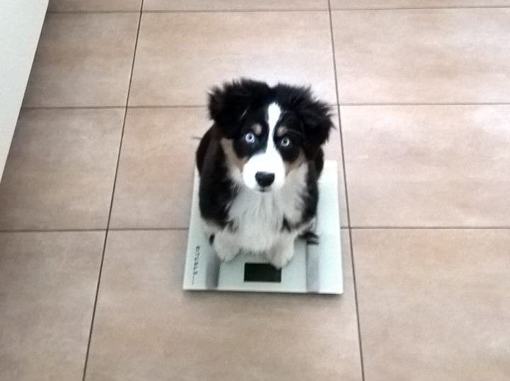 Gewichtsreduktion-mit-Hypnose-Minou